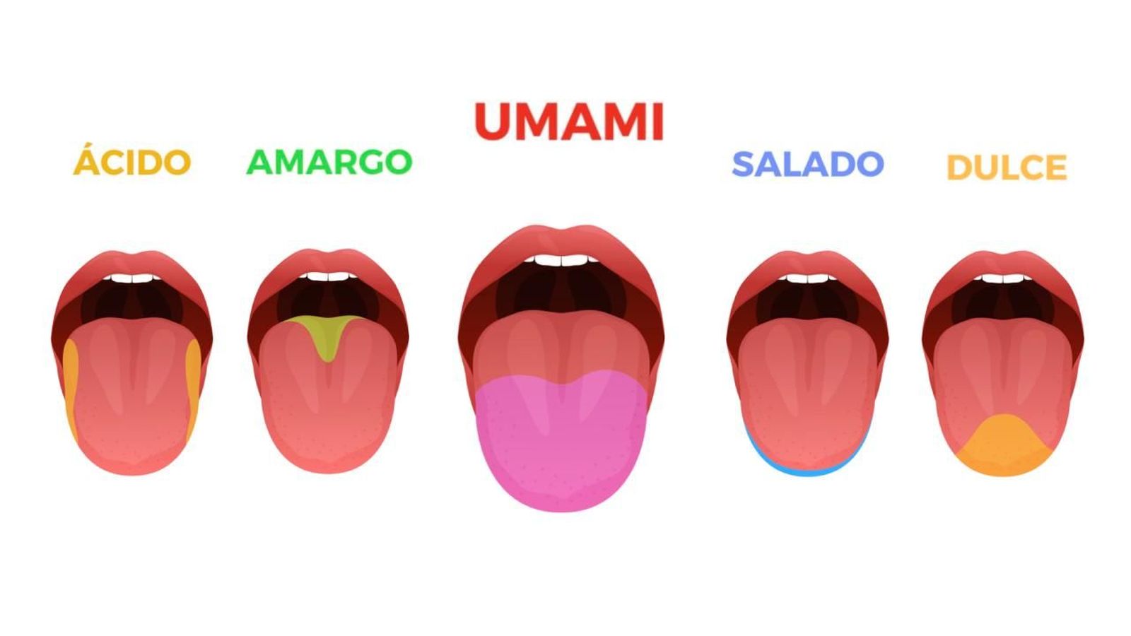 Apa Itu Umami? Rasa “Gurih” yang Bikin Kita Nagih!